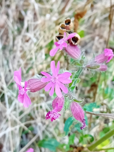 red campion