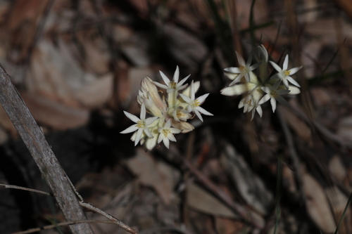 Conostylis setosa (Conostylis setosa)