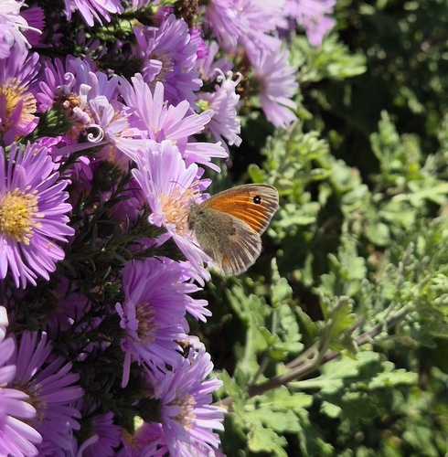 Small Heath