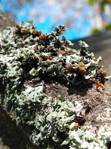 Hooded Tube Lichen