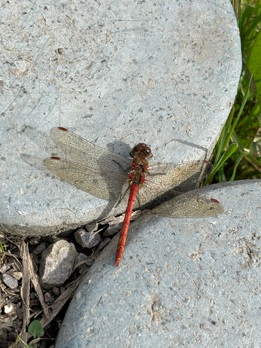 Common darter
