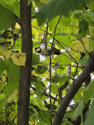 Eurasian Magpie
