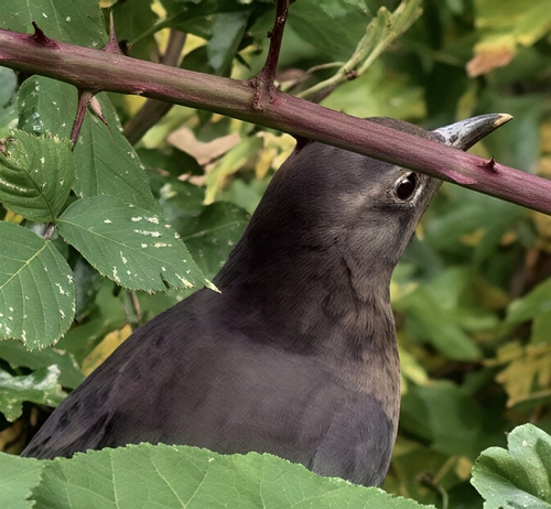 Eurasian Blackbird