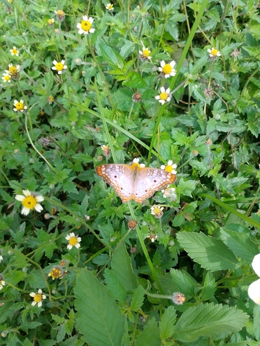 White Peacock