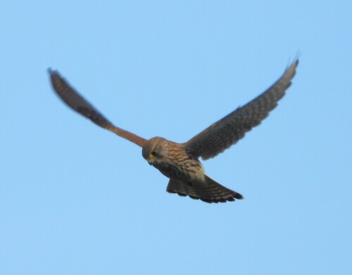 Eurasian Kestrel