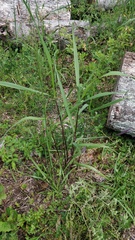 Bromus pubescens