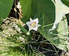 Calochortus lyallii