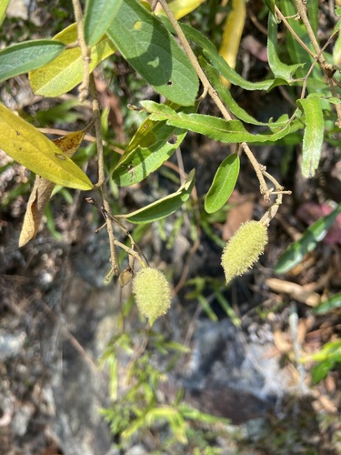 Helicteres angustifolia observed 2026-10-03
