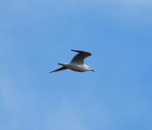 Black-headed Gull
