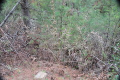 Yushania microphylla