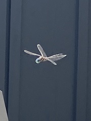 Rhionaeschna californica