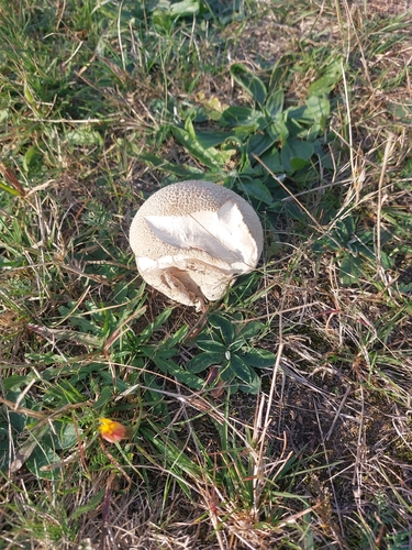 Meadow Puffball