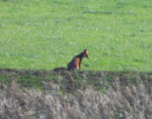 Red Fox