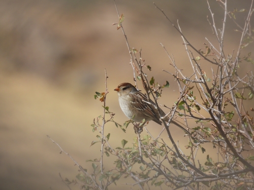 White-crowned Sparrow