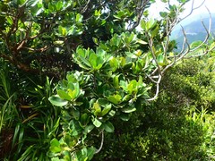 Mimusops sechellarum