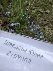 Myosotis sylvatica