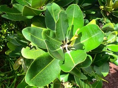 Mimusops sechellarum