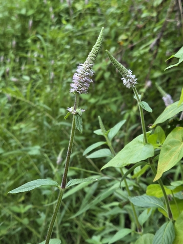 Pogostemon auricularius observed 2026-10-04