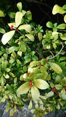 Skimmia