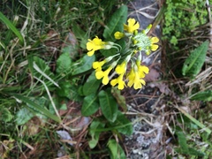 Primula florindae