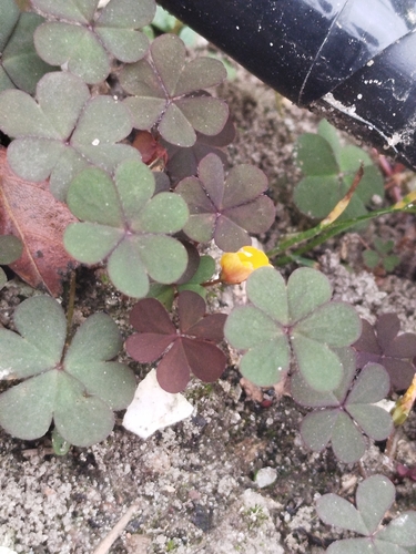 Creeping Woodsorrel