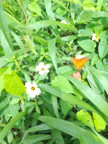 Mexican Fritillary