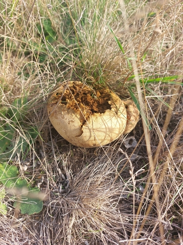 Mosaic puffball