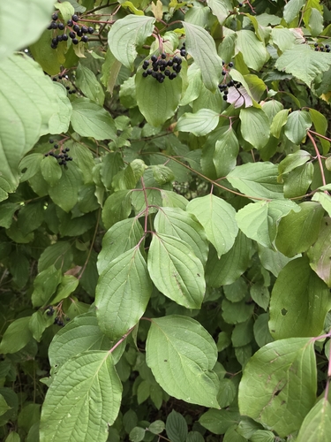 common dogwood