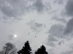 Pericrocotus ethologus