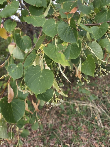 Little-leaf Linden