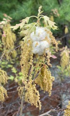 Callirhytis quercusoperator