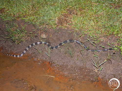 Photo of a Blue Krait (Bungarus candidus)