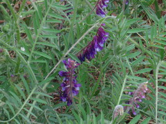 Vicia villosa villosa