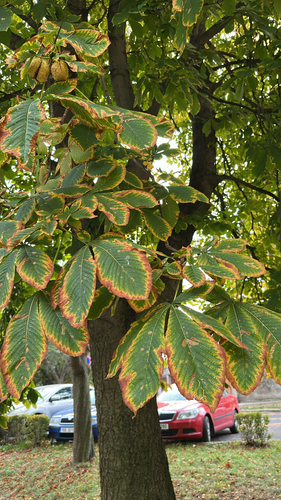 horse-chestnut