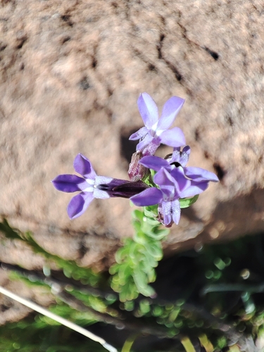 Lobelia pinifolia, 2026-10-04