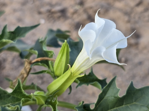 jimsonweed