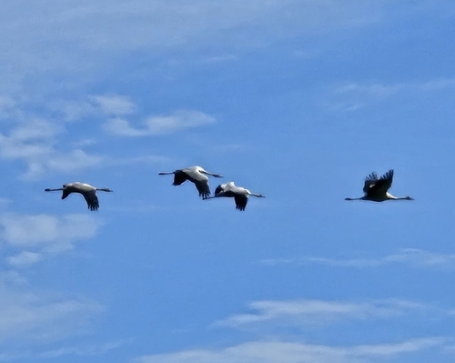 Common Crane