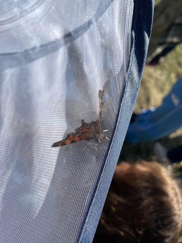 European Comma