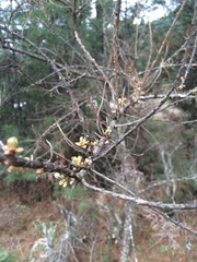 Hippophae rhamnoides