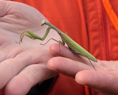 European Mantis