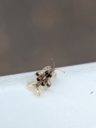 oak lace bug
