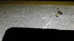 Mitrastethus baridioides