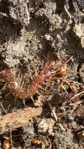 Brown Centipede