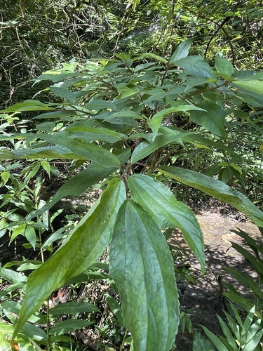 Oreocnide pedunculata observed 2026-10-04