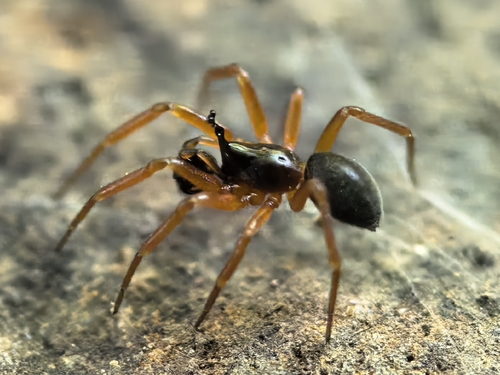 Periscope Dwarf Spider