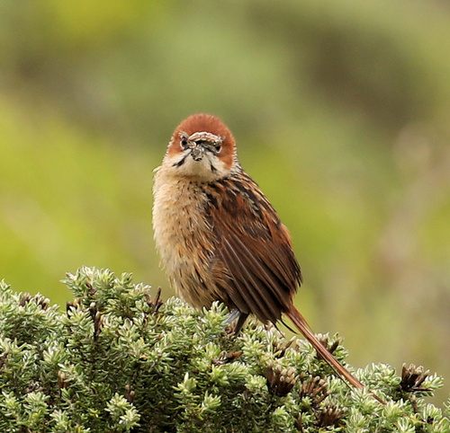 iNaturalist image