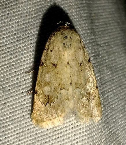 Leucocnemis perfundis