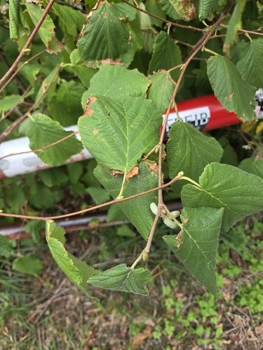 common hazel