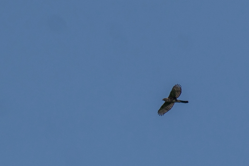 Crested Goshawk