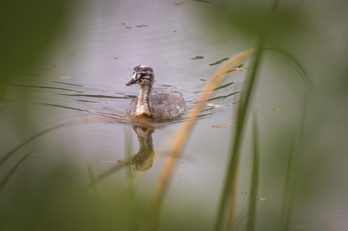 Great Crested Grebe